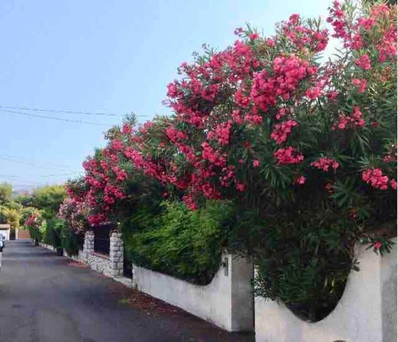 Proche Plages Juan Les Pins Petit Dans Appartement
